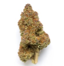 cannabis strains that do well in the pacific northwest e