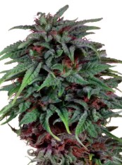 cannabis strains that do well in the pacific northwest g