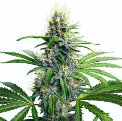 cannabis strains that do well in the pacific northwest h