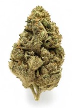 cannabis strains that do well in the pacific northwest i