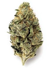 cannabis strains that help with anxiety and stress h