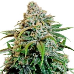 cannabis strains that help with anxiety and stress j