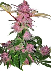 cannabis strains that help with anxiety and stress k