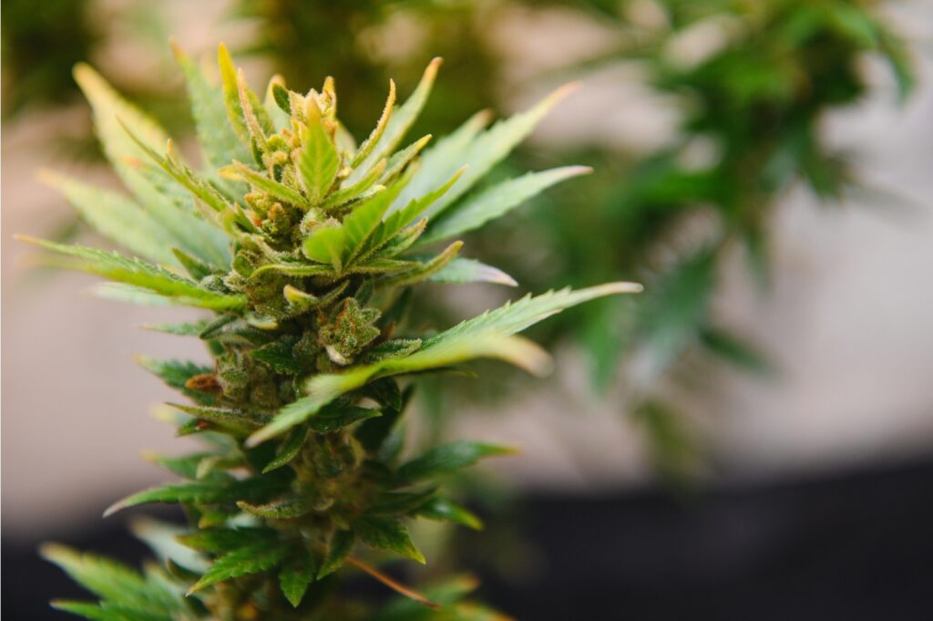 cannabis marijuana plant growing marijuana at h 2023 10 12 18 33 24 utcStrawberryCough