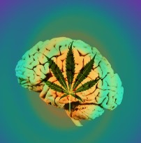 cannalope haze effect