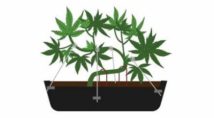 casey jones training