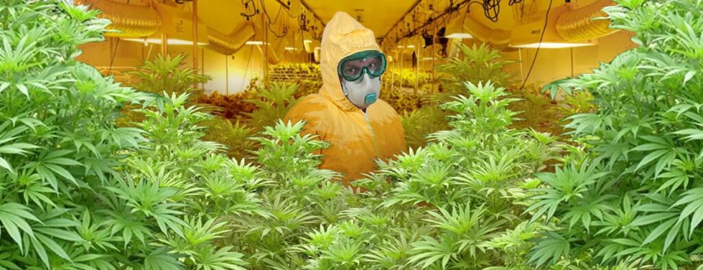 cataract kush cultivation