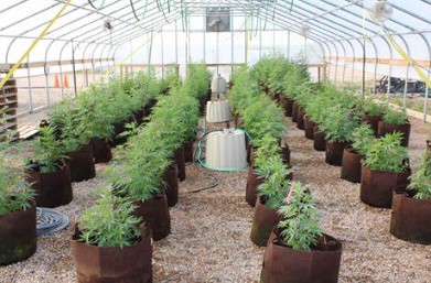 cbd caramel cultivation