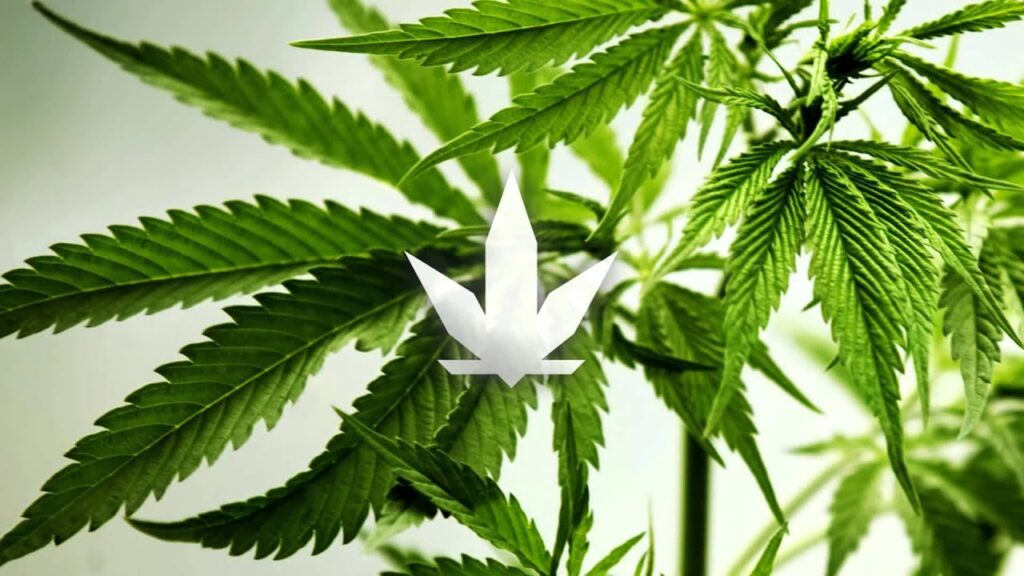 cbd lemon potion med