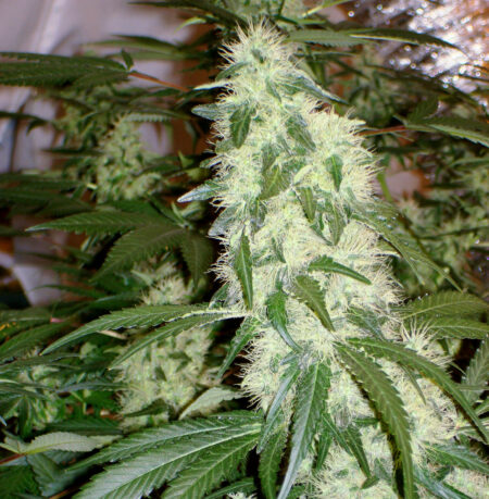 chamba fat cola white pistils not ready harvest 450x459 1