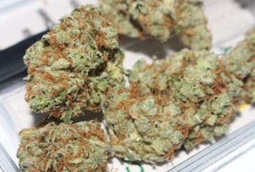 cheap cannabis seeds budget friendly picks dd