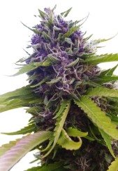 cheap cannabis seeds budget friendly picks ff
