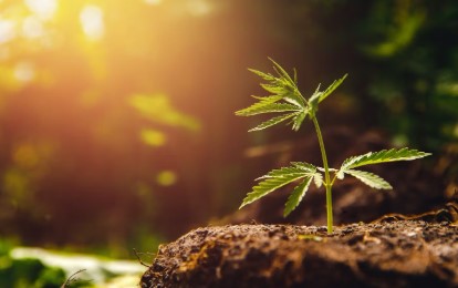 chemdawg sour diesel soil