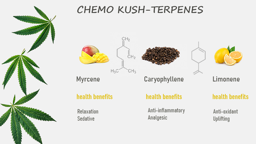 chemo kush terpene profile