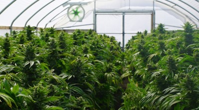 cherry bomb cultivation