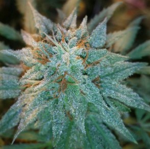 chronic thunder appearance