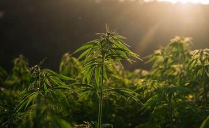 chronic thunder cultivation