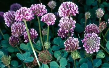 companion plants to grow with cannabis outdoors f