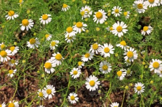 companion plants to grow with cannabis outdoors g