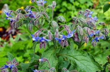 companion plants to grow with cannabis outdoors h