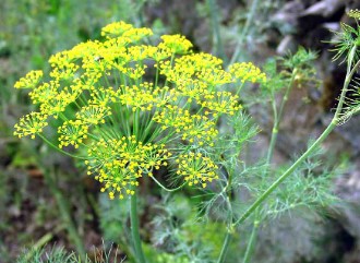 companion plants to grow with cannabis outdoors i