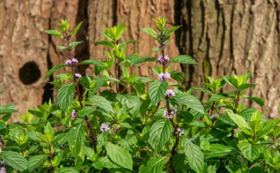 companion plants to grow with cannabis outdoors j