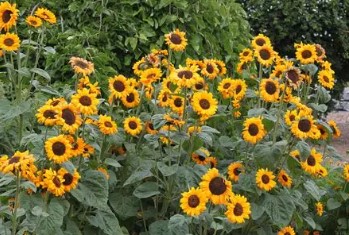 companion plants to grow with cannabis outdoors k