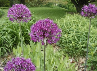 companion plants to grow with cannabis outdoors l