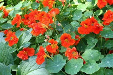 companion plants to grow with cannabis outdoors m