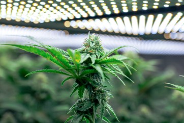 cookies and cream cultivation