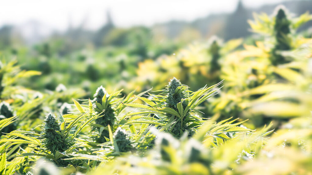 corleone kush growing