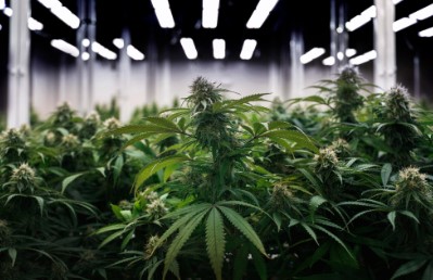 cramnesia cultivation