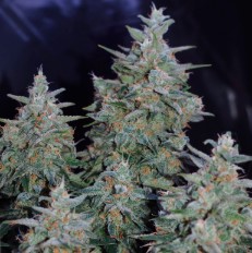 critical jack trichomes