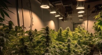 crosswalker cultivation