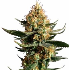 cult classic cannabis strains you can still buy aa