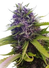 cult classic cannabis strains you can still buy e