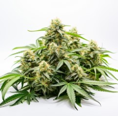 cult classic cannabis strains you can still buy f