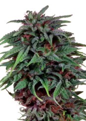 cult classic cannabis strains you can still buy i