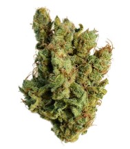 cult classic cannabis strains you can still buy kk