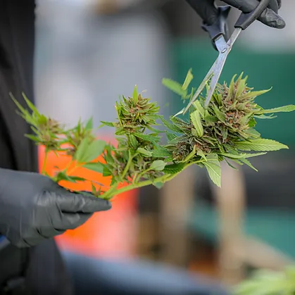 dad94e 287db5a6856e437cbef4359dd78d3f30mv2