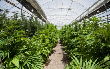 darth vader og cultivation