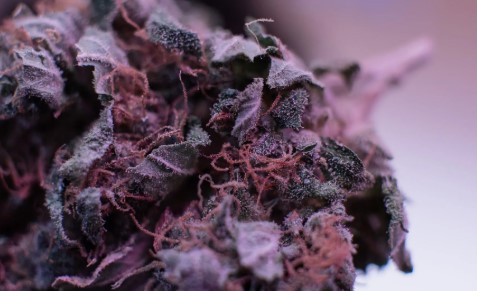 deep purple appearance