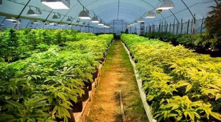 deep purple cultivation