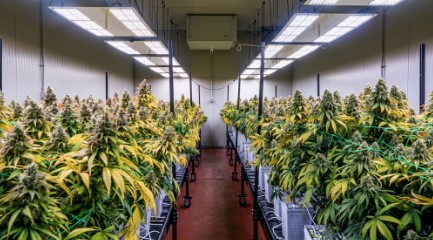 diesel duff cultivation