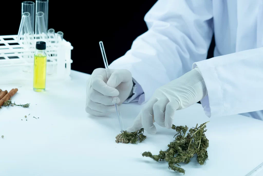 Restrictions on Growing and Using Cannabis in the Medical Field