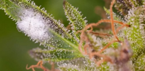 does amazon test for marijuana g