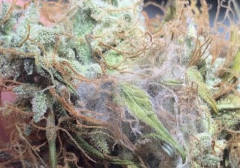 Does marijuana go bad