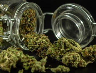 does marijuana go bad c