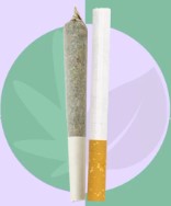 Does marijuana have nicotine in it