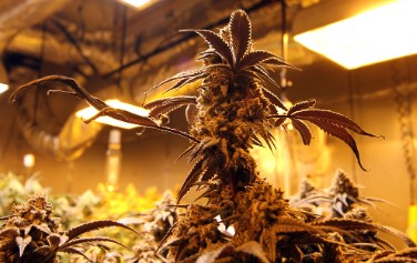 double purple doja cultivatio